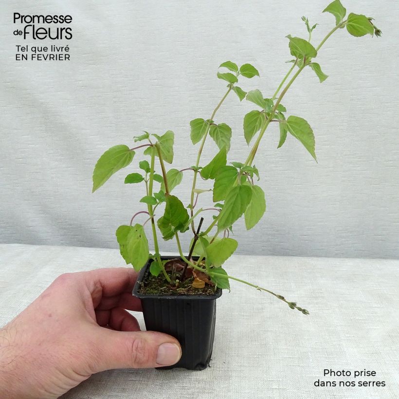 Exemplar von Zierlicher Salbei Tangerine - Salvia elegans Kleine Töpfe von 7/8 cm wie im Winter geliefert