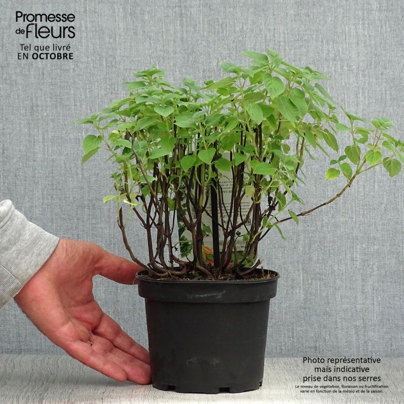 Example of Zierlicher Salbei Tangerine - Salvia elegans Topf mit 1,5L/2L as you get in automne