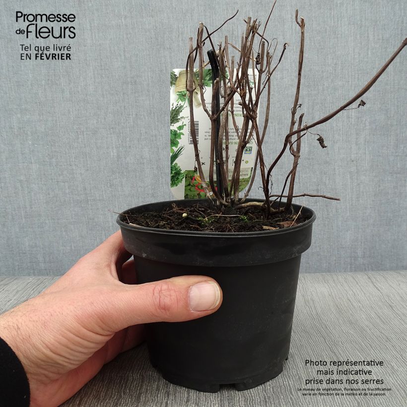 Exemplar von Zierlicher Salbei Tangerine - Salvia elegans Topf mit 1,5L/2L wie im Winter geliefert