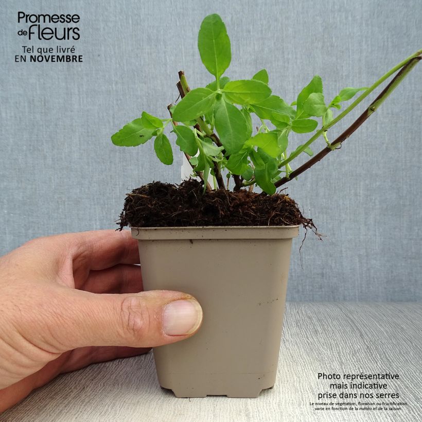 Example of Salvia greggii Amethyst Lips - Strauchiger Salbei Kleine Töpfe von 8/9 cm as you get in automne
