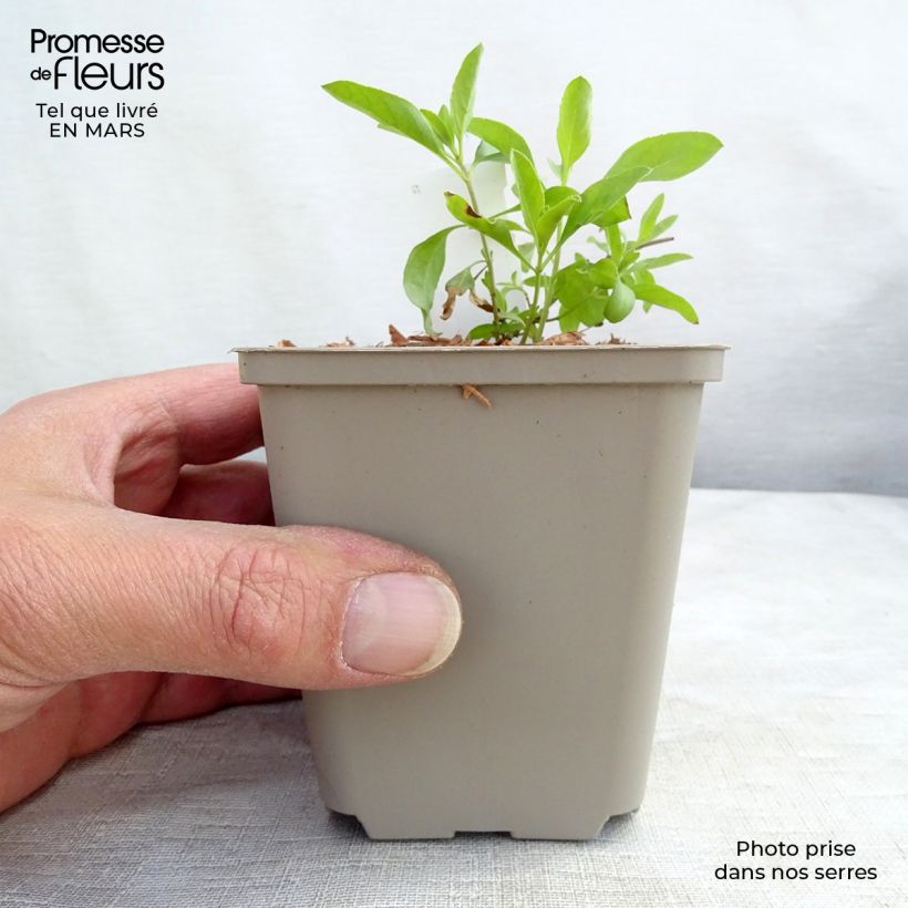 Exemplar von Salvia greggii Amethyst Lips - Strauchiger Salbei Kleine Töpfe von 8/9 cm wie im Frühjahr geliefert