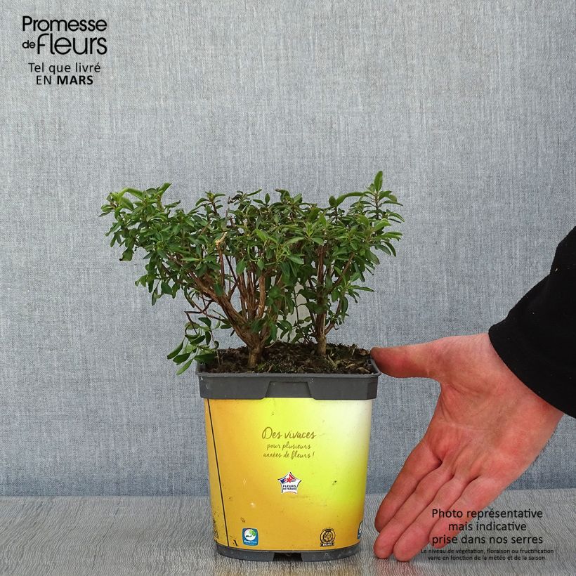 Exemplar von Salvia jamensis Belle de Loire Topf mit 2L/3L wie im Winter geliefert