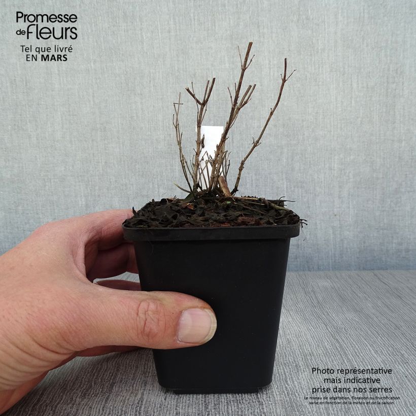 Exemplar von Salvia microphylla Blue Note Kleine Töpfe von 8/9 cm wie im Frühjahr geliefert