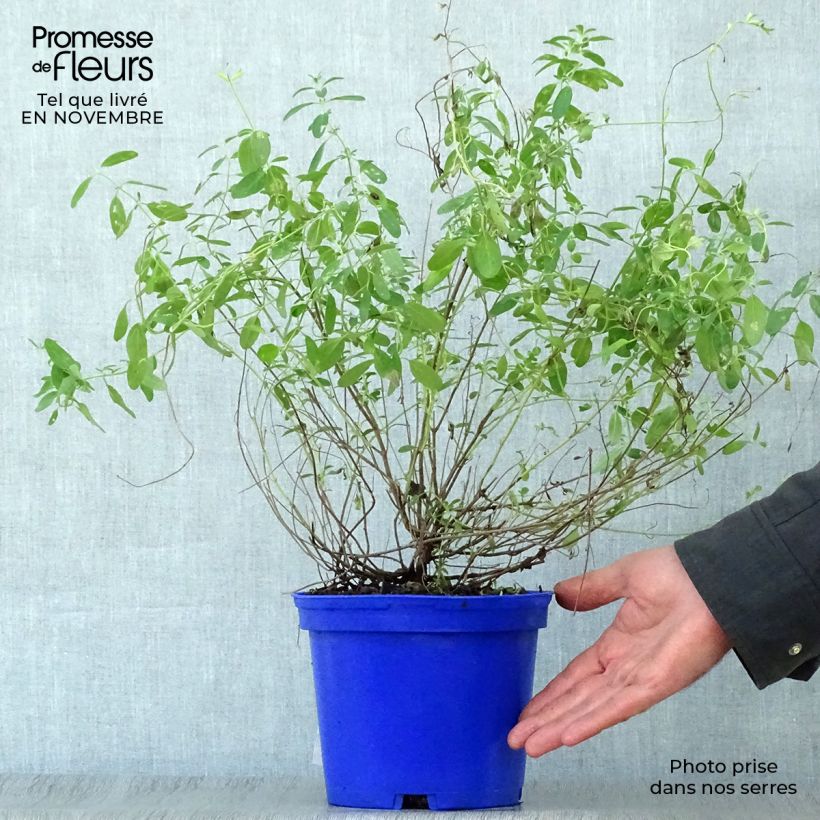 Example of Salvia microphylla Blue Note Topf mit 2L/3L as you get in automne