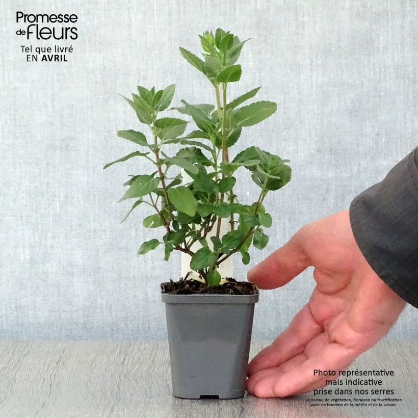 Exemplar von Salvia microphylla Cerro Potosi Kleine Töpfe von 7/8 cm wie im Frühjahr geliefert