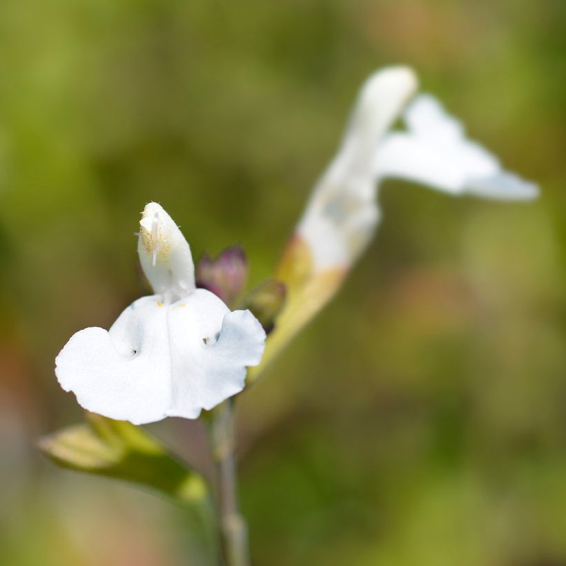 Salvia microphylla Gletsjer (Blüte)