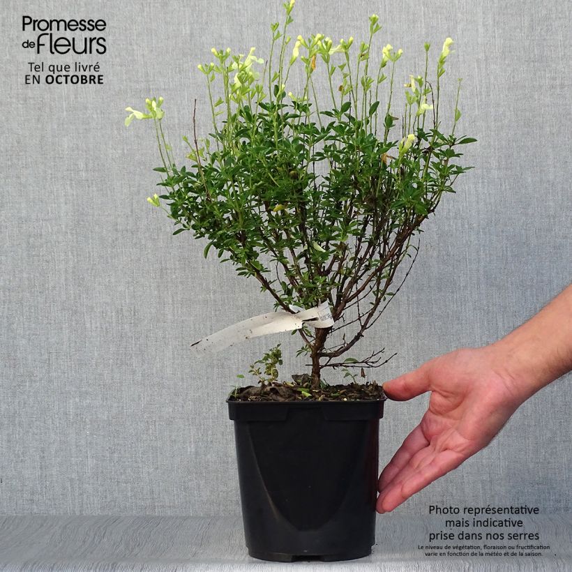 Example of Salvia jamensis Suncrest 'Lemon Light' Topf mit 2L/3L as you get in automne