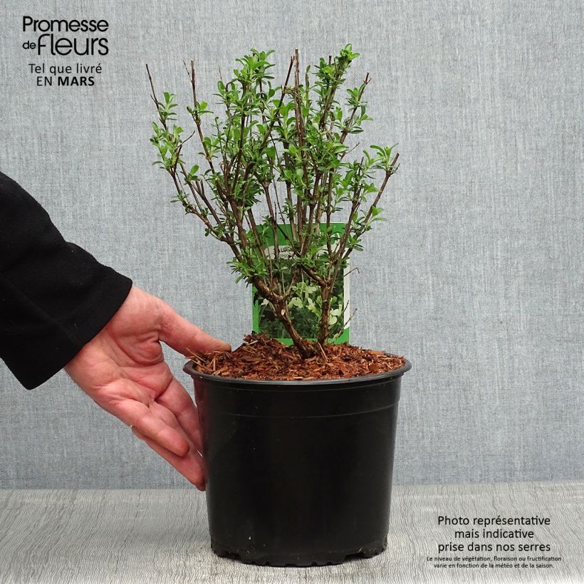 Exemplar von Salvia jamensis Suncrest 'Lemon Light' Topf mit 2L/3L wie im Frühjahr geliefert