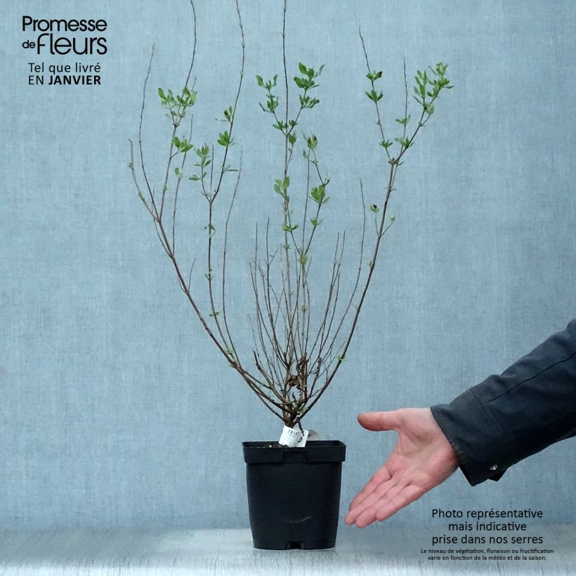 Exemplar von Salvia jamensis Melen Topf mit 2L/3L wie im Winter geliefert