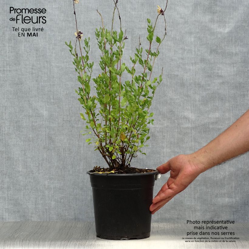 Exemplar von Salvia jamensis Melen Topf mit 4L/5L wie im Frühjahr geliefert