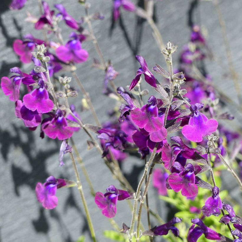 Salvia microphylla Nachtvlinder (Flowering)