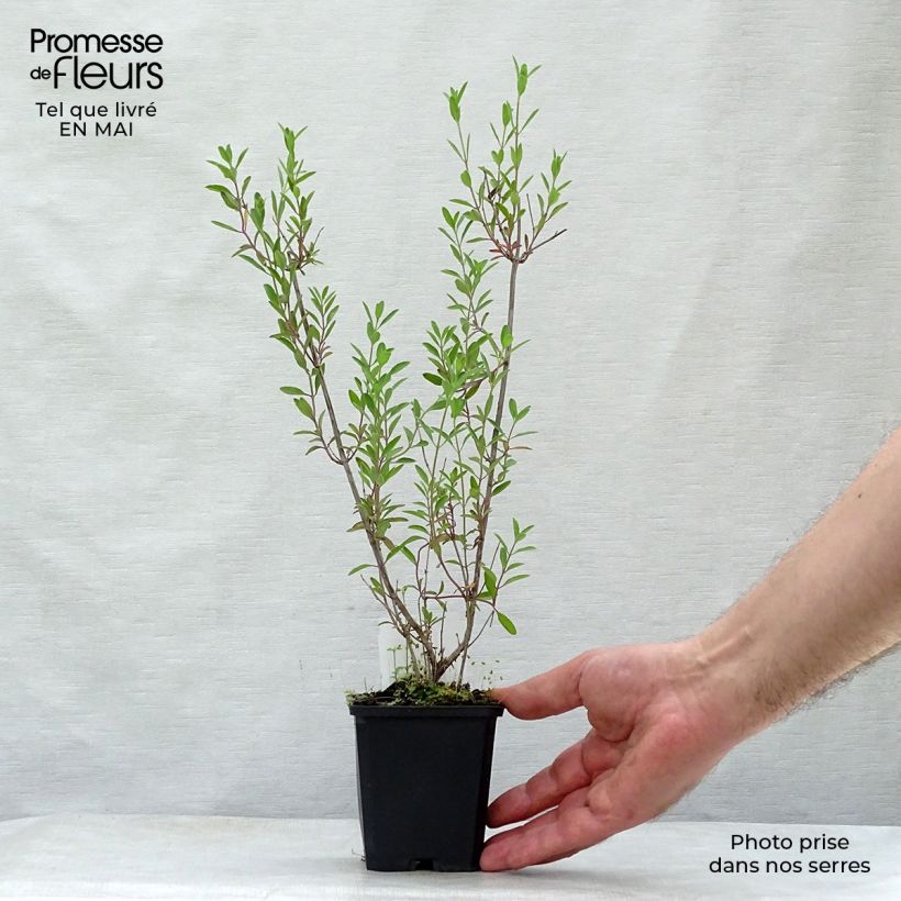 Exemplar von Salvia microphylla Nachtvlinder Kleine Töpfe von 8/9 cm wie im Frühjahr geliefert