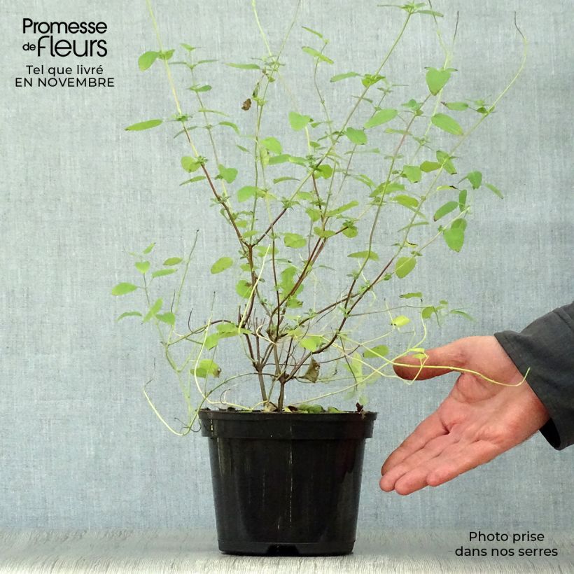 Example of Salvia microphylla Pink Lips Topf mit 2L/3L as you get in automne