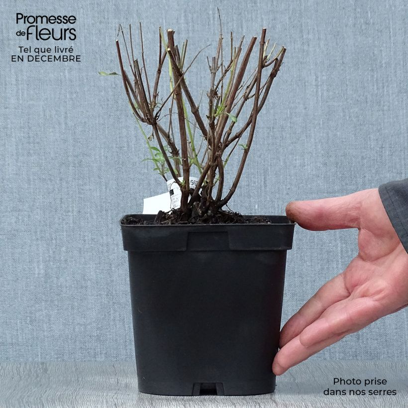 Exemplar von Salvia jamensis Pluenn Topf mit 2L/3L wie im Winter geliefert