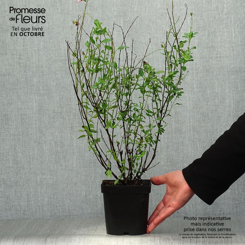 Example of Salvia jamensis Pluenn Topf mit 2L/3L as you get in automne