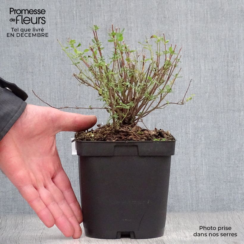 Exemplar von Salvia jamensis Reve Rouge Topf mit 2L/3L wie im Winter geliefert