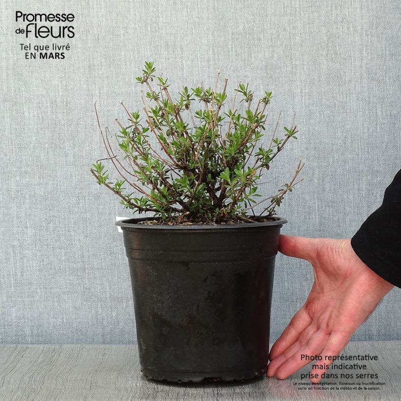 Example of Salvia jamensis Reve Rouge Topf mit 4L/5L as you get in hiver