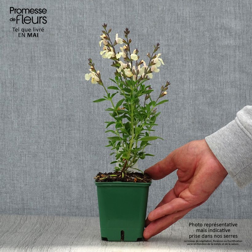 Exemplar von Salvia greggii Mirage Cream - Strauchiger Salbei Kleine Töpfe von 8/9 cm wie im Frühjahr geliefert