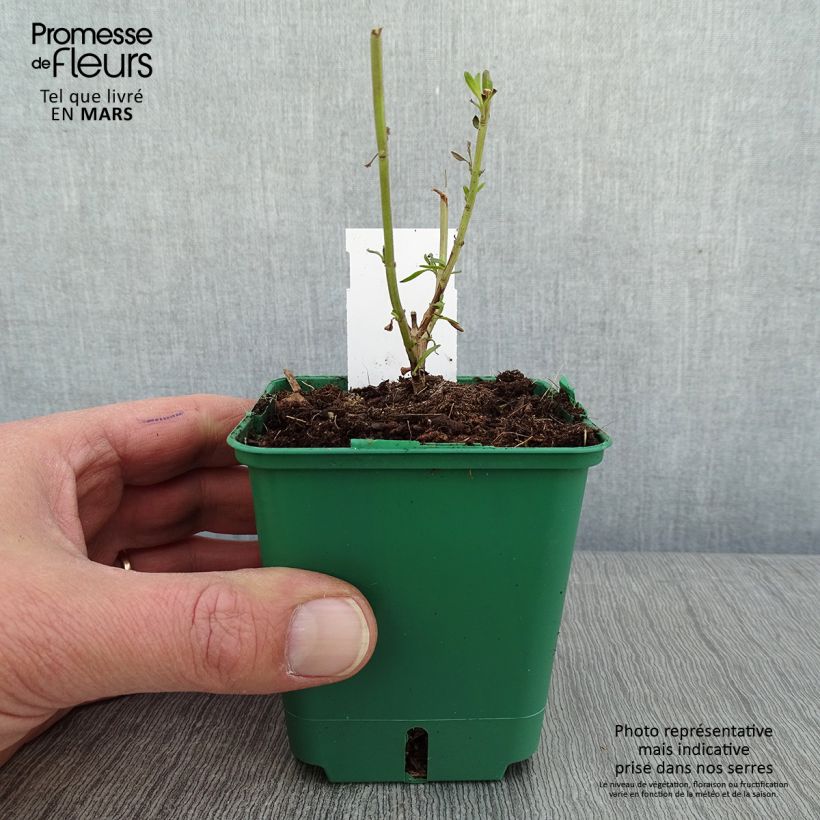 Exemplar von Salvia greggii Mirage Cream - Strauchiger Salbei Kleine Töpfe von 8/9 cm wie im Winter geliefert