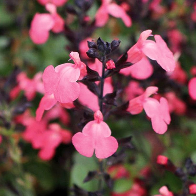 Salvia greggii Mirage Salmon - Strauchiger Salbei (Blüte)
