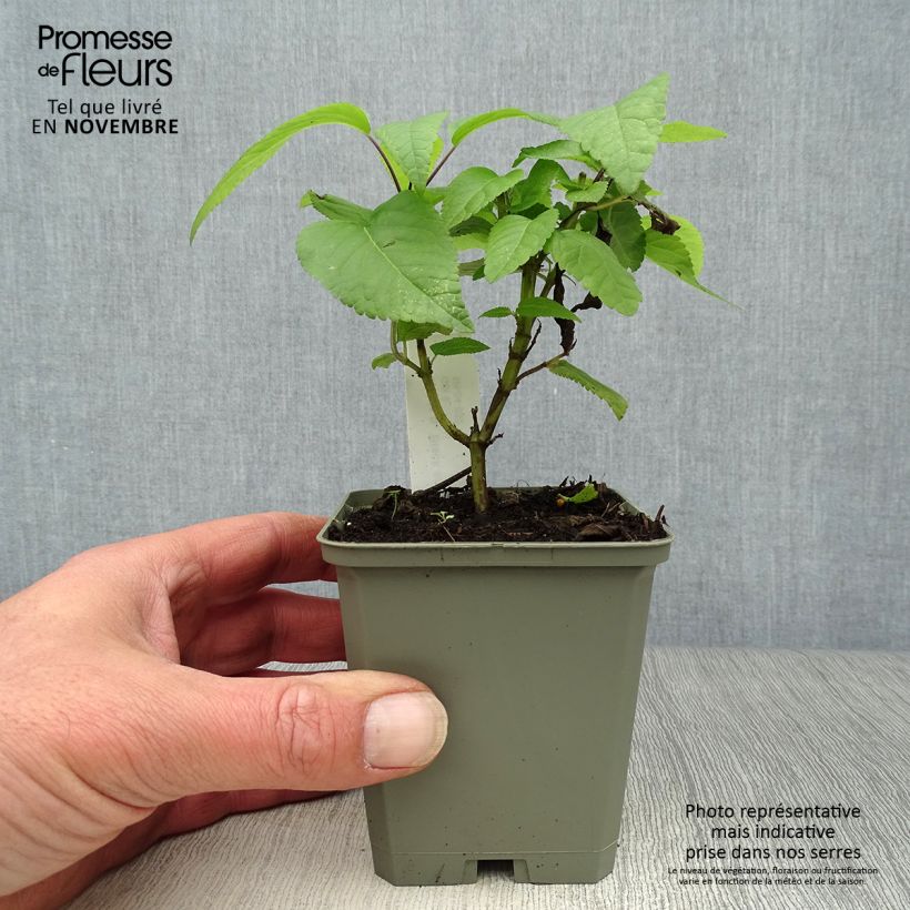 Example of Salvia guaranitica Black and Blue - Guarani-Salbei Kleine Töpfe von 7/8 cm as you get in automne
