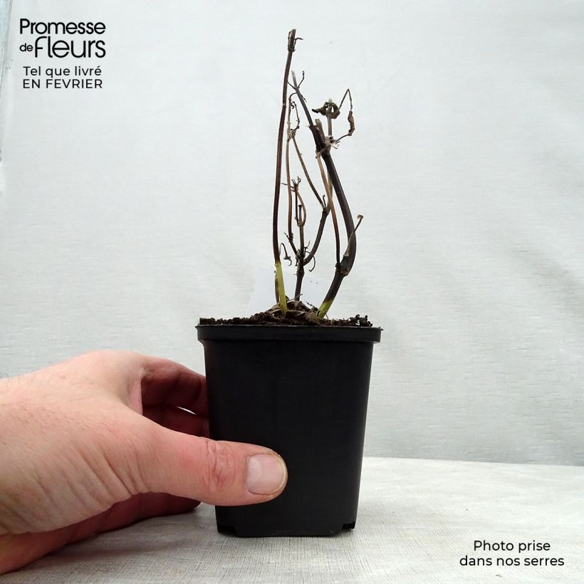 Exemplar von Salvia guaranitica Black and Blue - Guarani-Salbei Kleine Töpfe von 7/8 cm wie im Winter geliefert