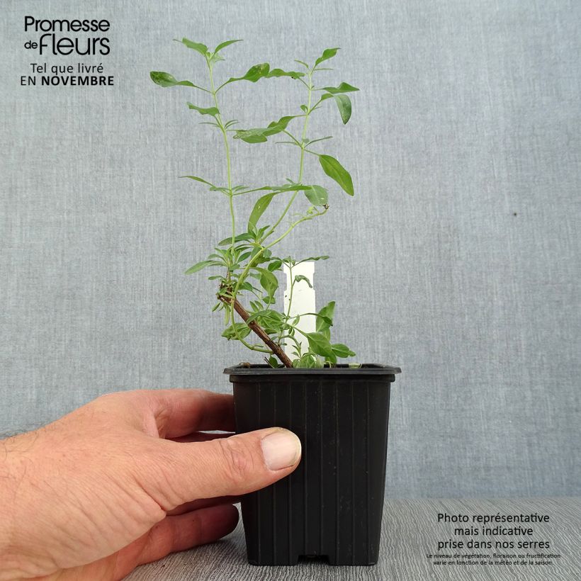 Example of Salvia jamensis Raspberry Royal Kleine Töpfe von 8/9 cm as you get in automne