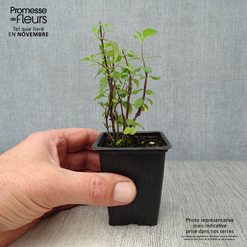 Example of Salvia microphylla grahamii Hot Lips Kleine Töpfe von 7/8 cm as you get in automne