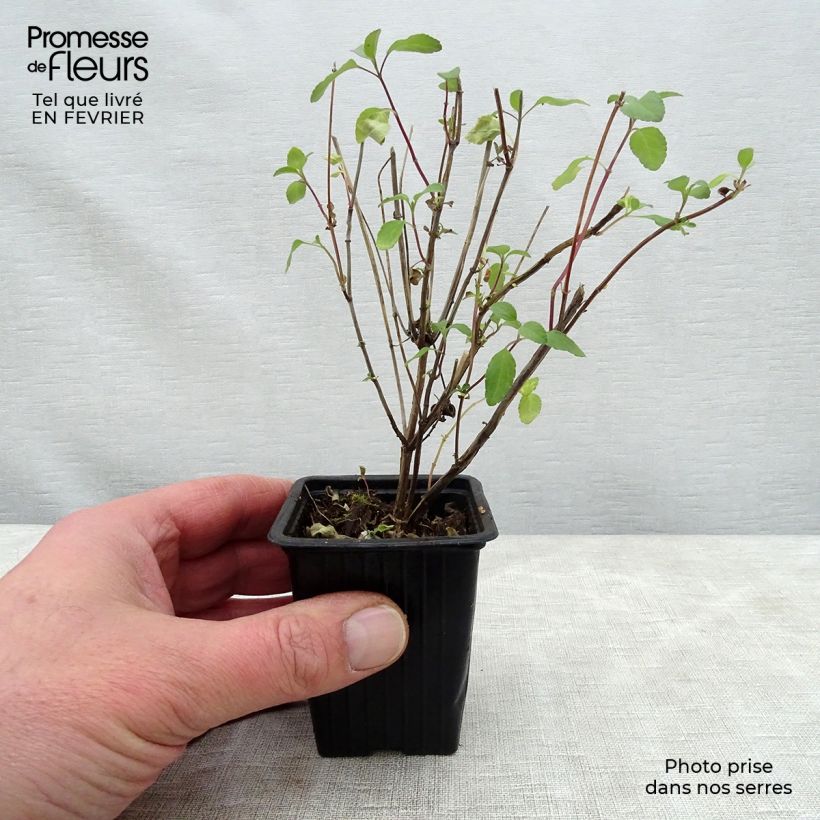 Exemplar von Salvia microphylla grahamii Hot Lips Kleine Töpfe von 7/8 cm wie im Winter geliefert