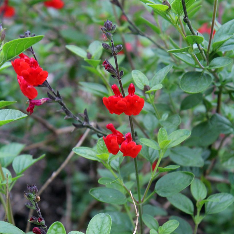 Salvia microphylla Royal Bumble (Blüte)