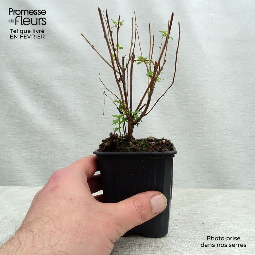 Exemplar von Salvia microphylla grahamii Kleine Töpfe von 7/8 cm wie im Winter geliefert