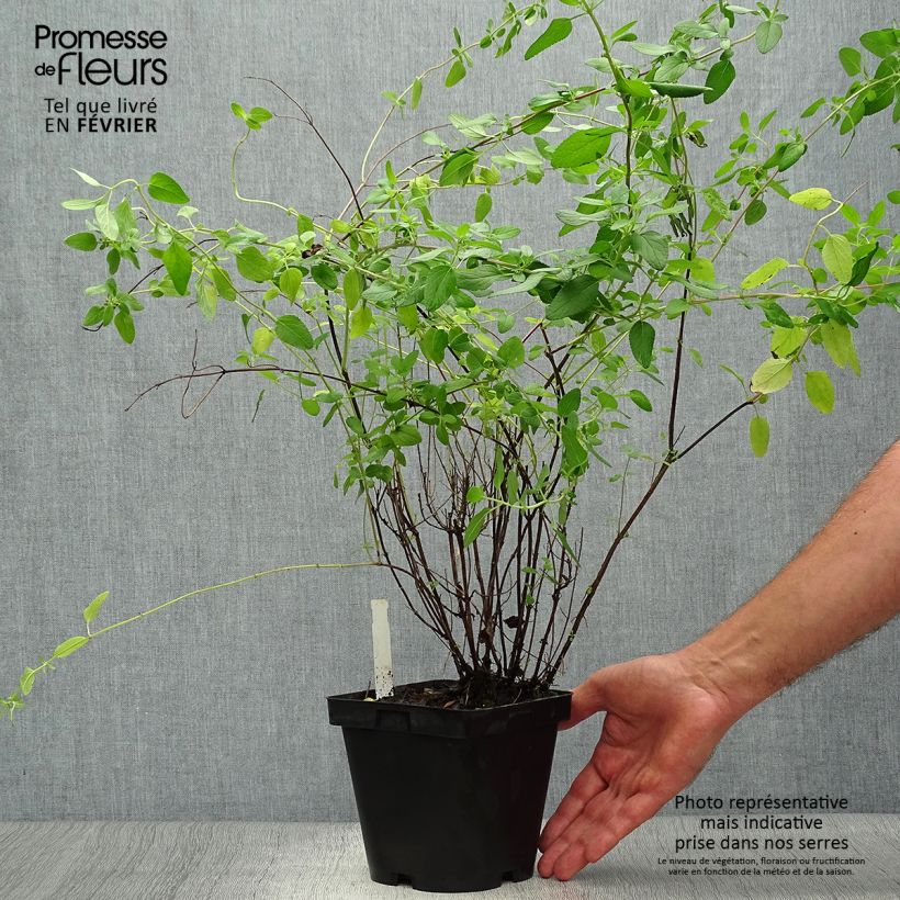 Example of Salvia microphylla grahamii Topf mit 2L/3L as you get in automne