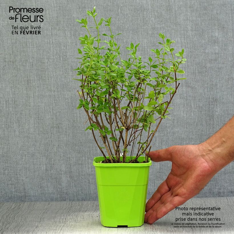 Example of Salvia microphylla So Cool Pale Blue Topf mit 1L/1,5L as you get in automne
