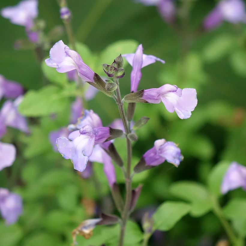 Salvia microphylla So Cool Pale Blue (Blüte)