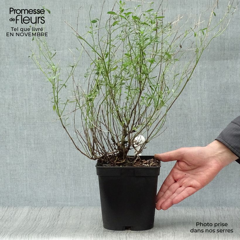 Example of Salvia microphylla Victoria Blue Topf mit 2L/3L as you get in automne