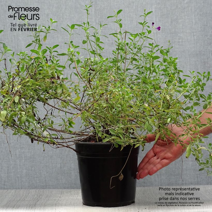 Example of Salvia jamensis Violette de Loire Topf mit 4L/5L as you get in automne
