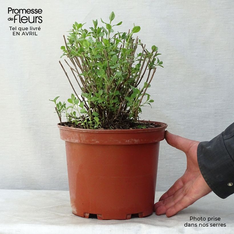 Exemplar von Salvia jamensis Violette de Loire Topf mit 4L/5L wie im Frühjahr geliefert