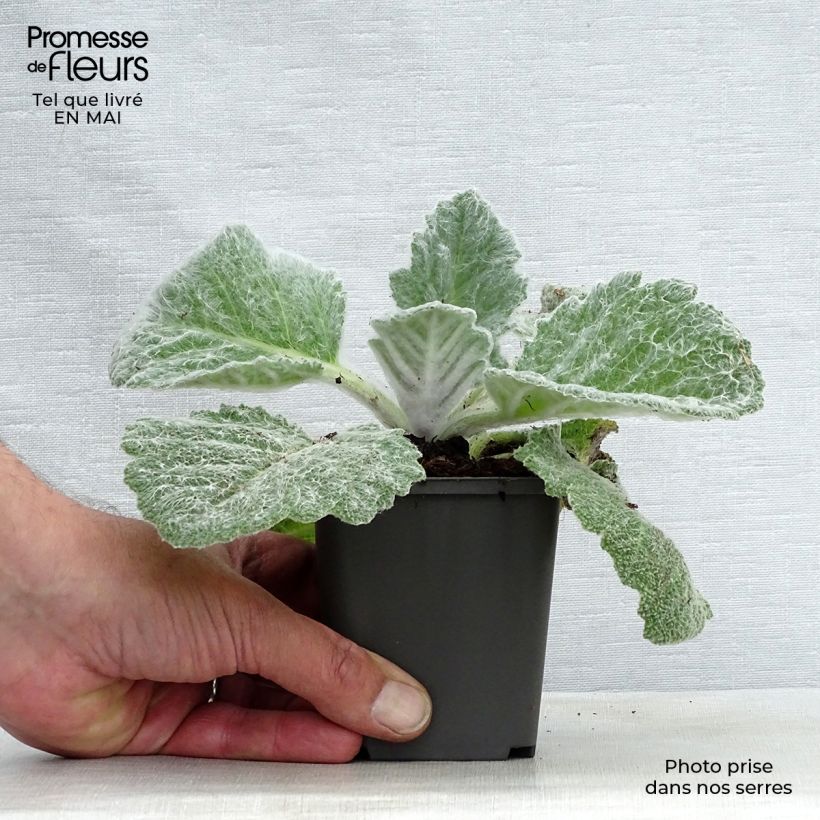 Exemplar von Salvia argentea - Silber-Salbei Kleine Töpfe von 8/9 cm wie im Frühjahr geliefert