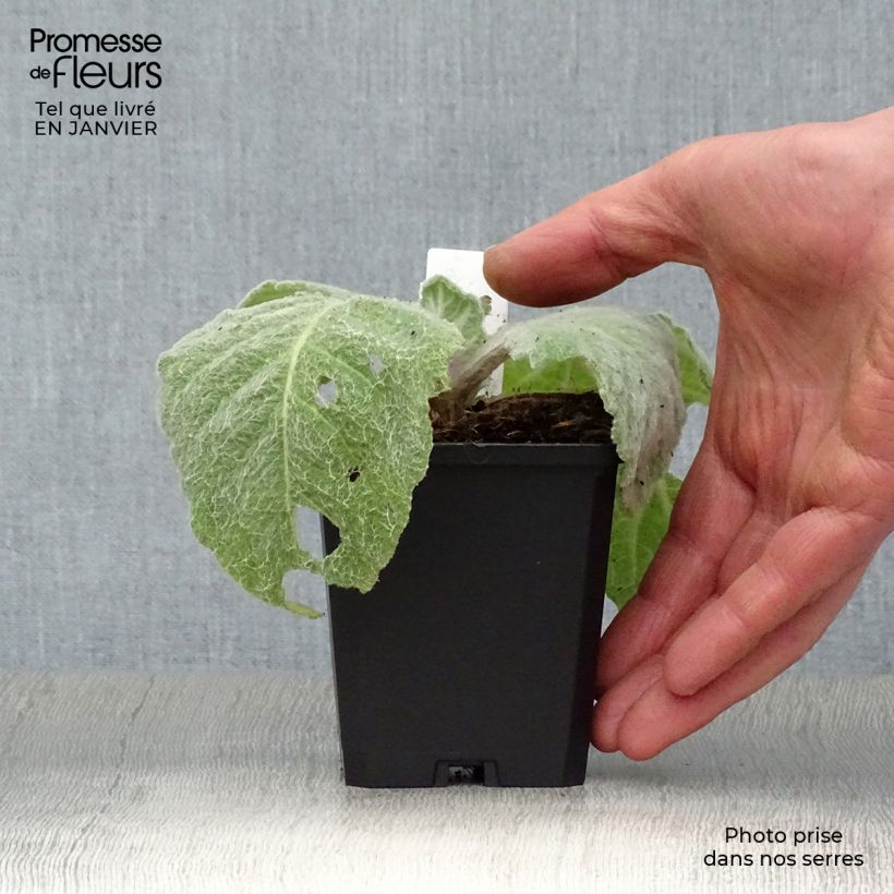 Exemplar von Salvia argentea - Silber-Salbei Kleine Töpfe von 8/9 cm wie im Winter geliefert