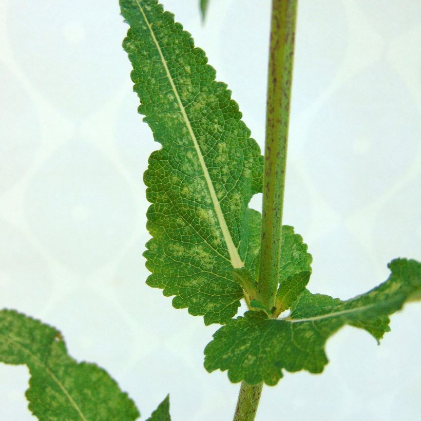 Salvia nemorosa Viola Klose - Steppen-Salbei (Foliage)