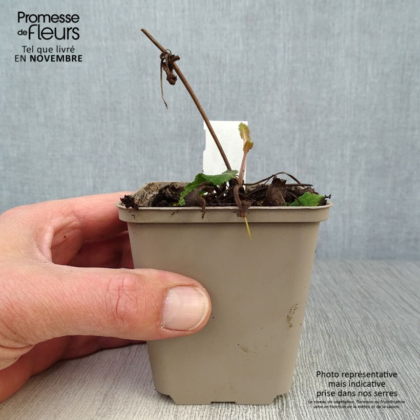 Example of Salvia nemorosa Viola Klose - Steppen-Salbei Kleine Töpfe von 8/9 cm as you get in automne