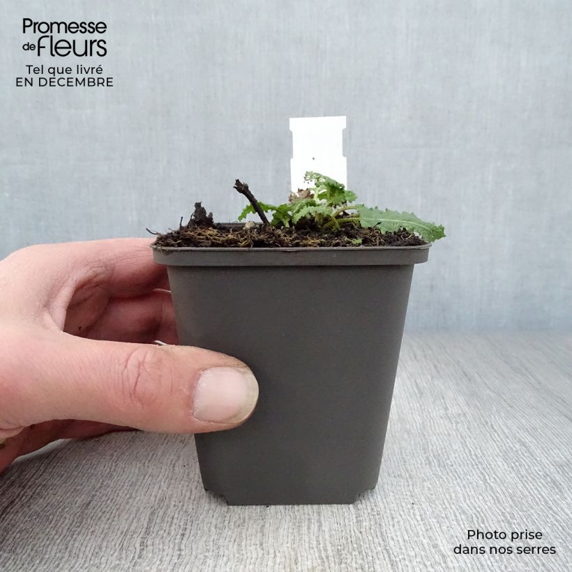 Exemplar von Salvia nemorosa Viola Klose - Steppen-Salbei Kleine Töpfe von 8/9 cm wie im Winter geliefert