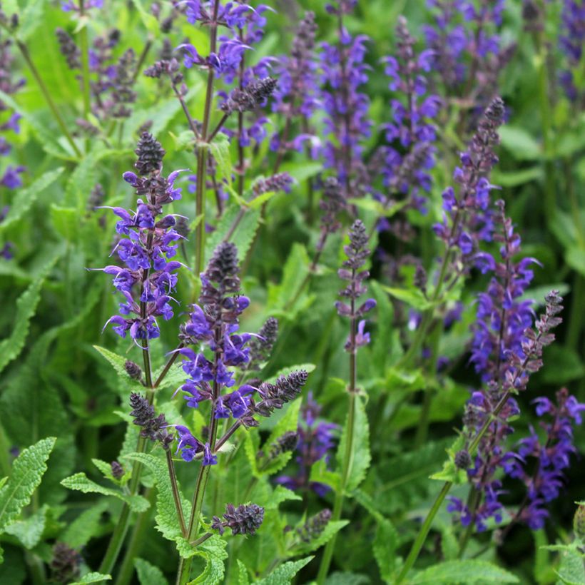 Salvia nemorosa Viola Klose - Steppen-Salbei (Flowering)