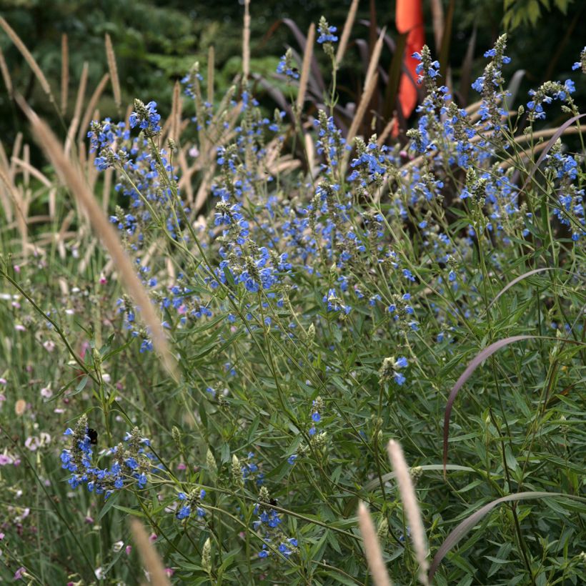 Salvia uliginosa - Sumpf-Salbei (Plant habit)