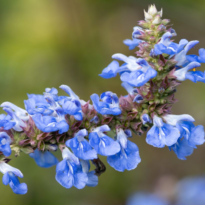 Salvia uliginosa - Sumpf-Salbei (Flowering)