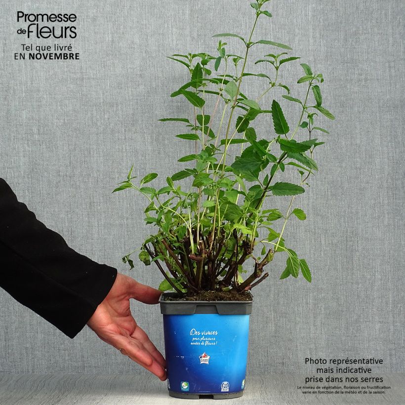 Example of Salvia uliginosa - Sumpf-Salbei Topf mit 2L/3L as you get in automne
