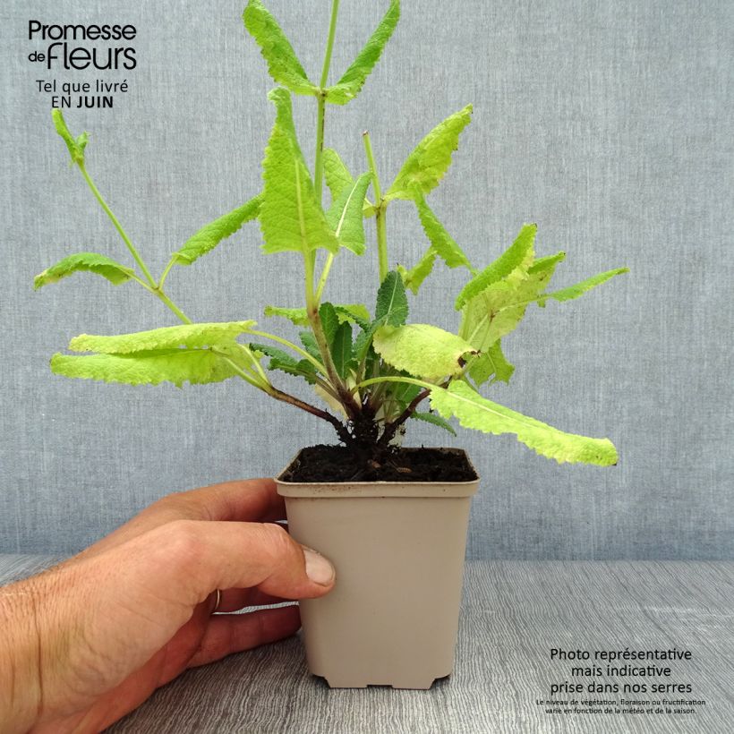 Exemplar von Salvia pratensis Pink Delight - Wiesensalbei Kleine Töpfe von 8/9 cm wie im Sommer geliefert