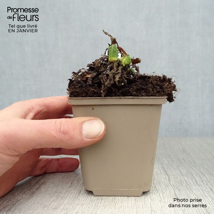 Exemplar von Salvia pratensis Pink Delight - Wiesensalbei Kleine Töpfe von 8/9 cm wie im Winter geliefert