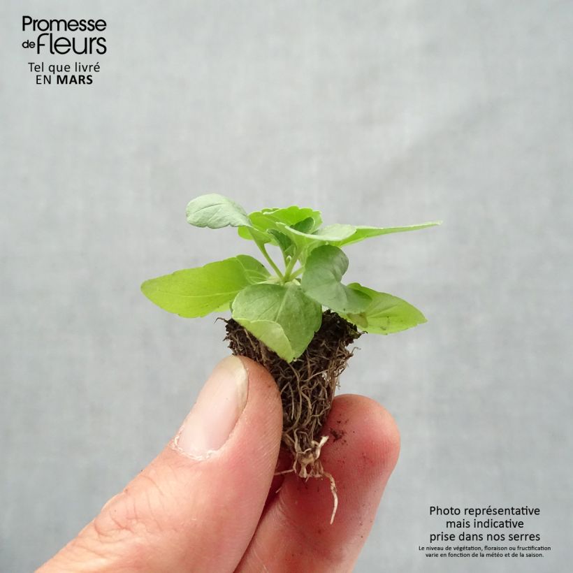 Example of Mehliger Salbei Saga bleue - Salvia Jardi-Plug: Wurzelballen 3,8 cm x 3,2 cm in Anzuchtplatte à 15 Stück. as you get in printemps