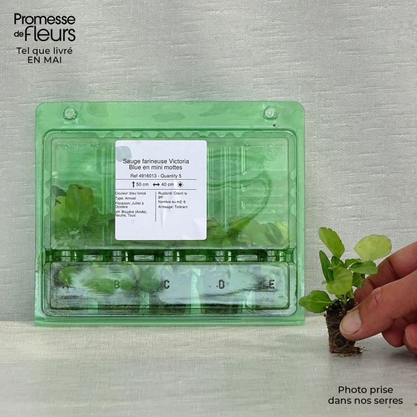 Example of Mehliger Salbei Victoria Blue - Salvia Mini-Plug Ø 3/4 cm as you get in printemps